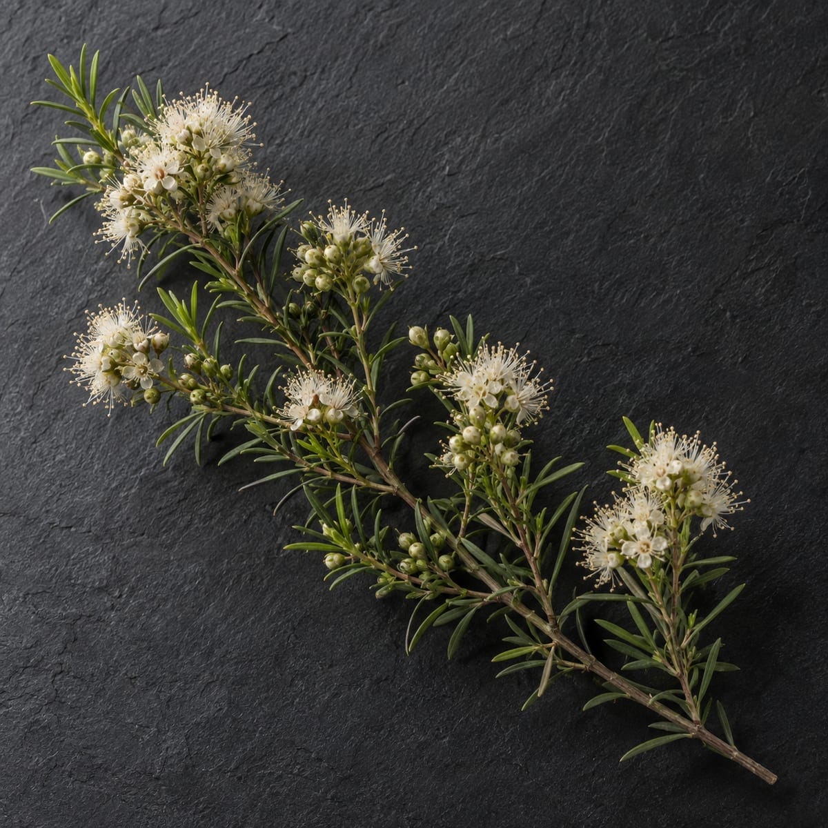 Kunzea ambigua sprig with small white fluffy flowers and fine narrow leaves on dark slate
